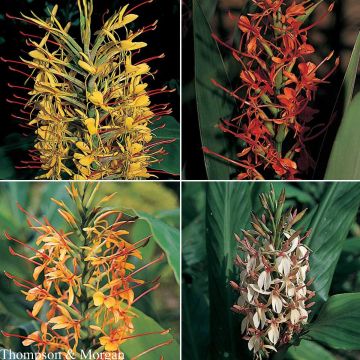 Hedychium gardnerianum Species Mixed em sementes