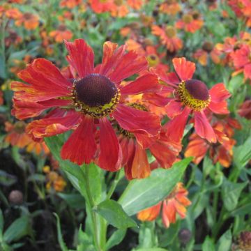 Helénio Baudirektor Linne