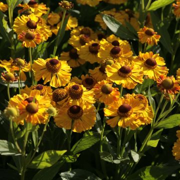 Helénio Zimbelstern