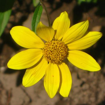 Helianthella quinquenervis