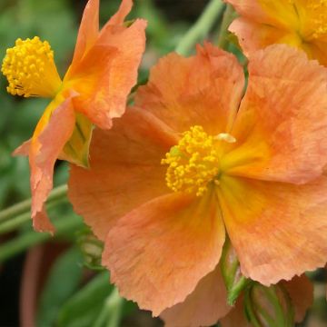 Helianthemum Honeymoon