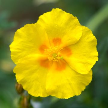 Helianthemum Ben Fhada