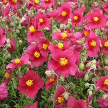 Helianthemum Hartswood Ruby