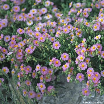 Helianthemum Lawrenson's Pink