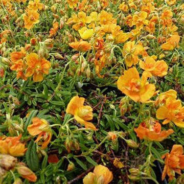 Helianthemum Orange Double