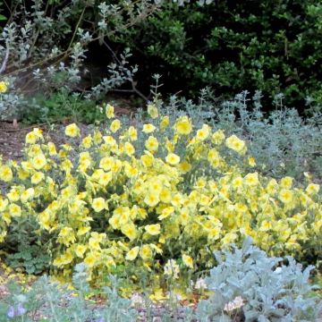 Helianthemum Wisley Primrose