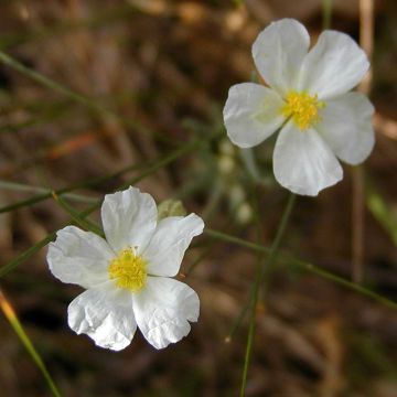 Helianthemum apenninum