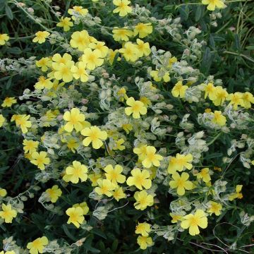 Helianthemum nummularium
