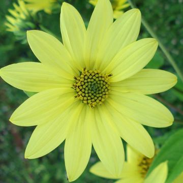 Helianthus Lemon Queen