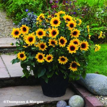 Girassol Sunbelievable Brown Eyed Girl