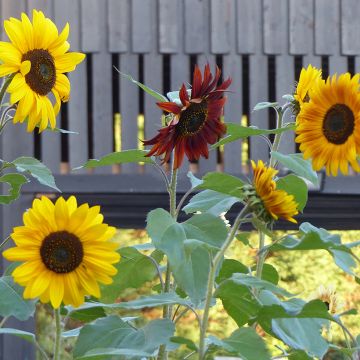 Girassol Evening Sun em sementes Girassol Evening Sun em sementes