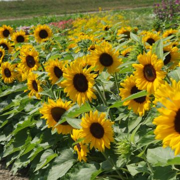 Girassol F1 Little Dorrit em sementes Girassol F1 Little Dorrit em sementes