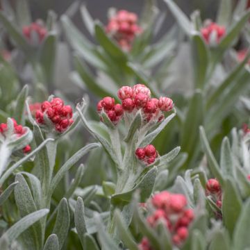 Helichrysum Red Jewel