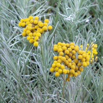 Helichrysum angustifolium Tall Curry