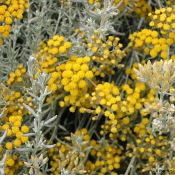 Erva-do-caril - Helichrysum italicum subsp. microphyllum