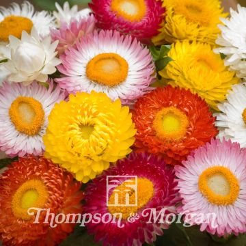 Helichrysum Bright Bikini Mixed em sementes