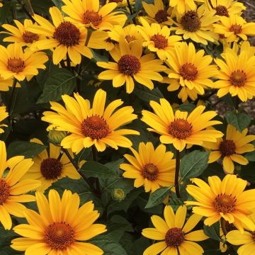 Heliopsis helianthoides Punto Rosso