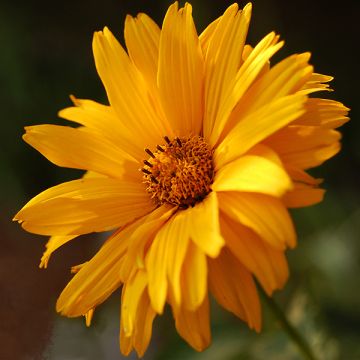 Heliopsis helianthoides Summer Sun