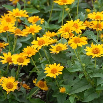 Heliopsis helianthoides Tuscan Sun