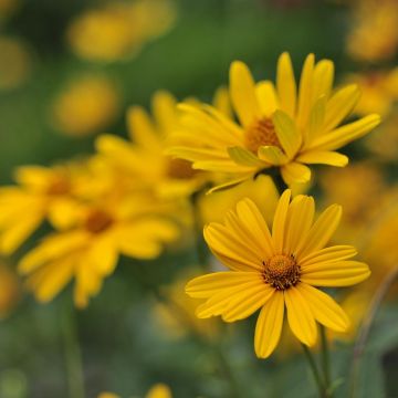 Heliopsis helianthoides var. scabra