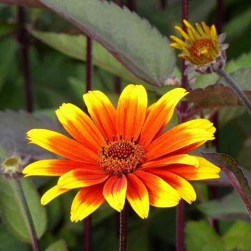 Heliopsis helianthoides Burning Hearts