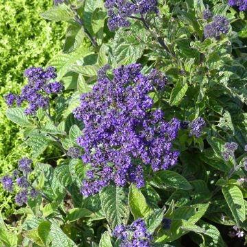 Heliotropium arborescens Pérou Marine em sementes