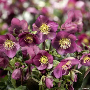 Helleborus nigercors Ice Breaker Ruby