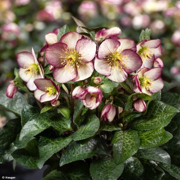 Helleborus glandorfensis Macy Marble