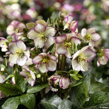 Helleborus glandorfensis Maddy Marble