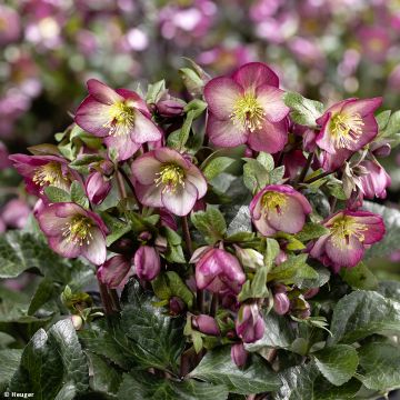 Helleborus x iburgensis Mary Marble