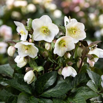 Helleborus glandorfensis Mia Marble