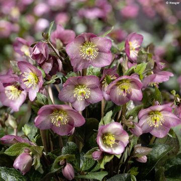 Helleborus glandorfensis Mindy Marble