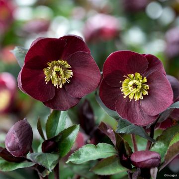 Helleborus x iburgensis Barolo