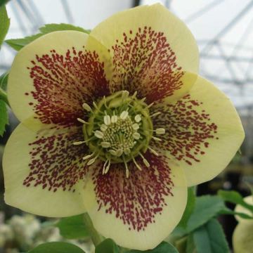 Helleborus orientalis Yellow Spotted