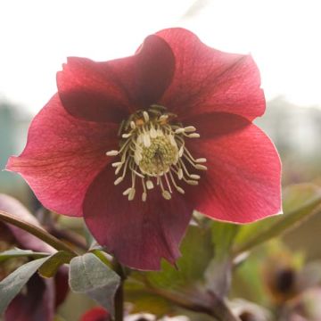 Helleborus orientalis Vermelha