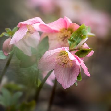 Helleborus Walberton's Rosemary - Rosa quaresmal rosa