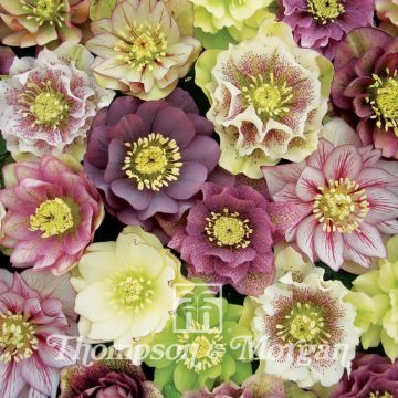 Helleborus orientalis Washfield Doubles em sementes