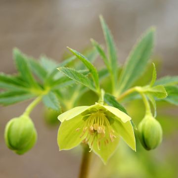 Helleborus cyclophyllus subsp. hercegovinus