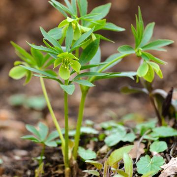 Helleborus dumetorum