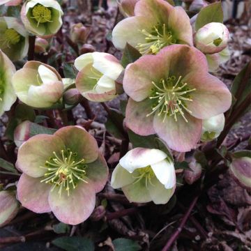 Helleborus ericsmithii - Heléboro