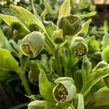 Helleborus foetidus Bowles Form