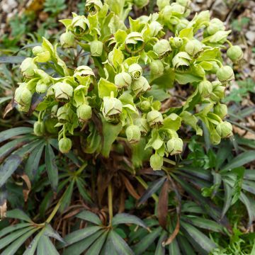 Helleborus foetidus - Erva-besteira verde