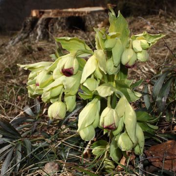 Helleborus foetidus Wester Flisk Group