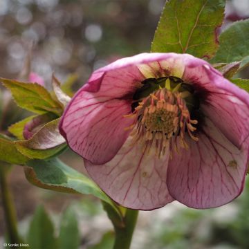 Helleborus orientalis Picotee