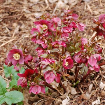 Helleborus orientalis Vesta
