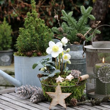 Helleborus niger - Rosa de natal branca