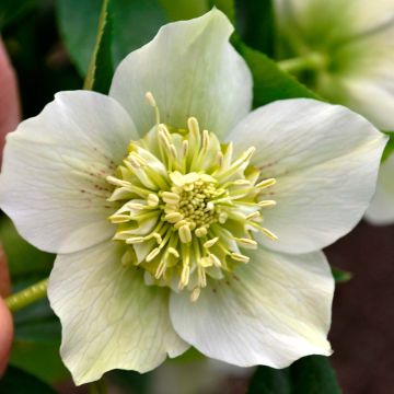 Helleborus orientalis Anemone Branca