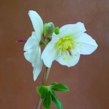 Helleborus orientalis Branca