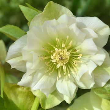 Helleborus orientalis Double Branca