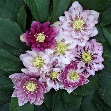 Helleborus orientalis Magic Double Rosa